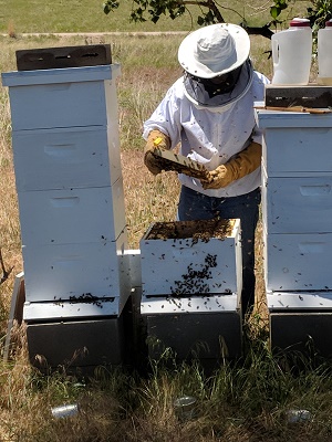 WolfNRabbit Hives