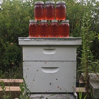 Cole's Farm - Honey (retail) and hives in NC