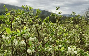 Bee Berry Farm - No pesticides are used, blueberries, 