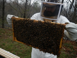 Toby Cottage bees